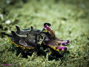 One of two Flamboyant Cuttlefish vying for the attention ... by Robin Bateman 